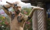 falcon rising1.jpg